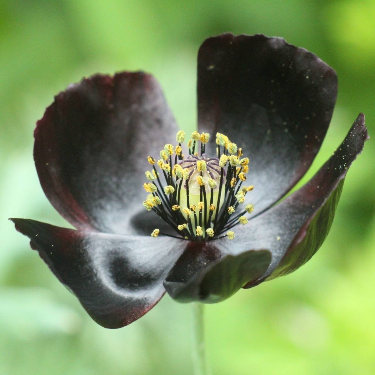 ポピー   ”ブラックマジック”　一年草