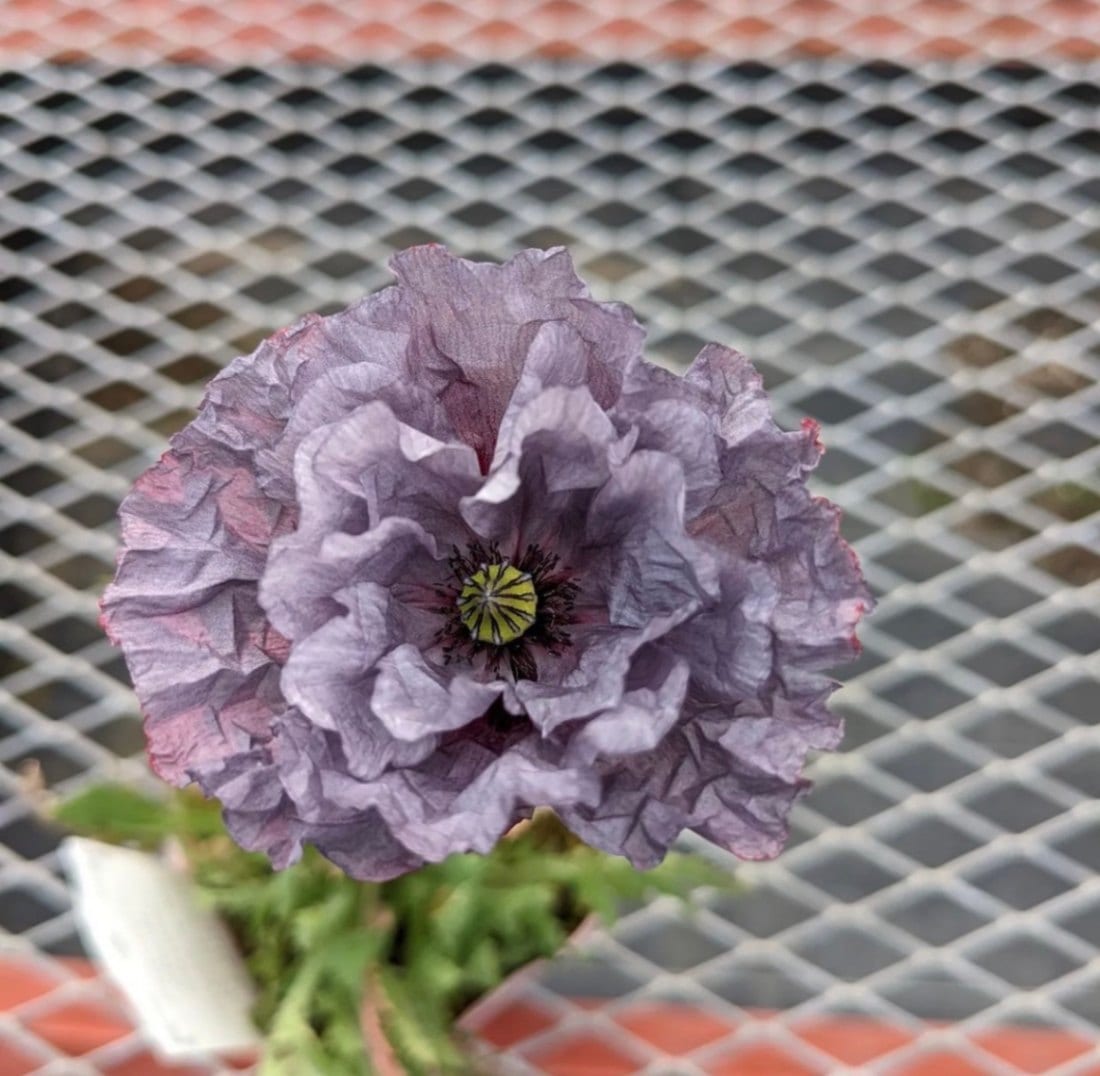 シャーレーポピー ”アメイジング・グレー”　一年草