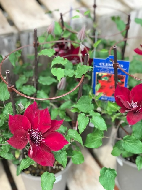 クレマチス 'ヌビア' ブールバードシリーズ 4.5号ロングポット