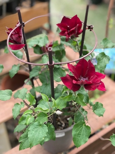 クレマチス フラワー・ガーデニング クレマチス アルビコマ 大木