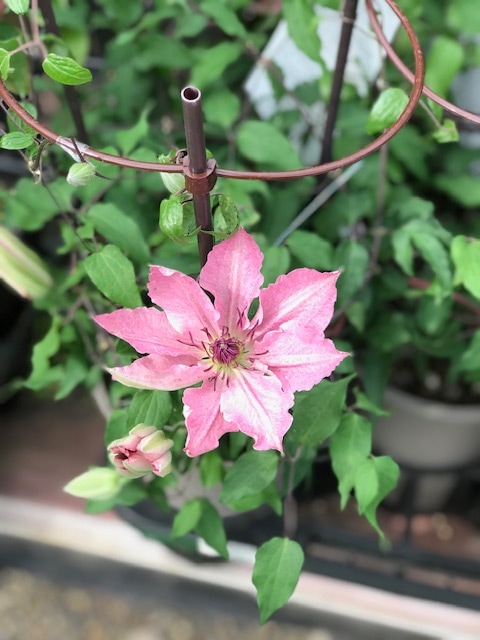 クレマチス 'サラエリザベス' ブールバードシリーズ 12cmポット