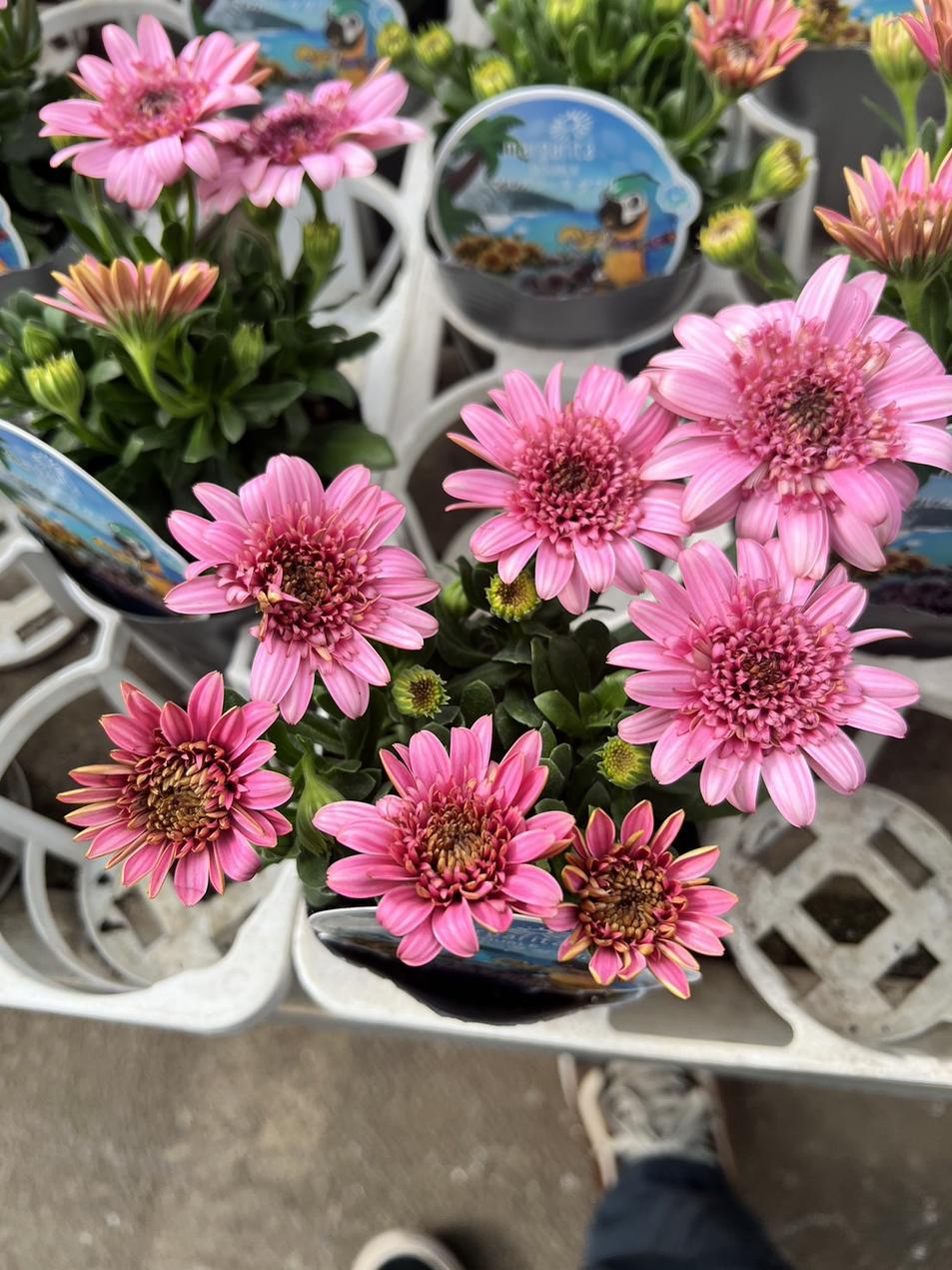 ぐら様専用 シクラメン ガーデンシクラメン 斑入り シクラメンの苗