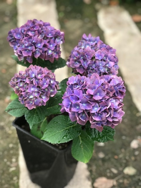 y*a様 【特選】　アジサイ　2種6鉢　紫陽花　紫紺のゆらぎ　マジカルチョコレー ハイドランジア 'マジカルチョコレート' 6号鉢植え 秋色アジサイ