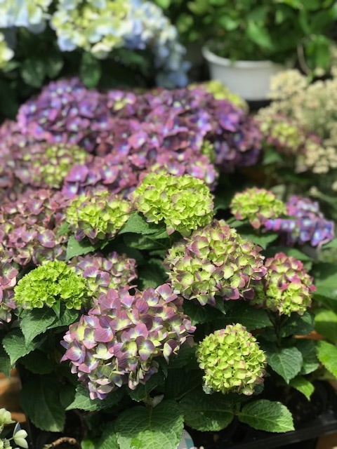 福岡県紫陽花☆ハイドランジア☆マジカル アキイロ☆6号鉢☆ ずるい 