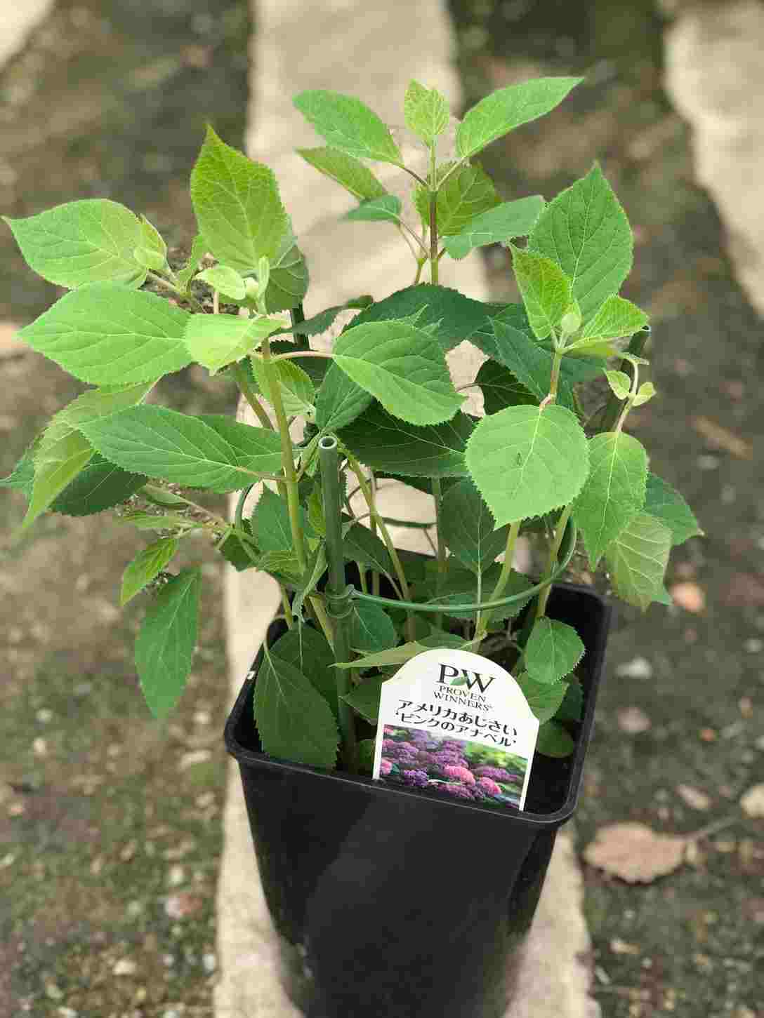 アジサイ・ピンクのアナベル　6号鉢植え　落葉樹