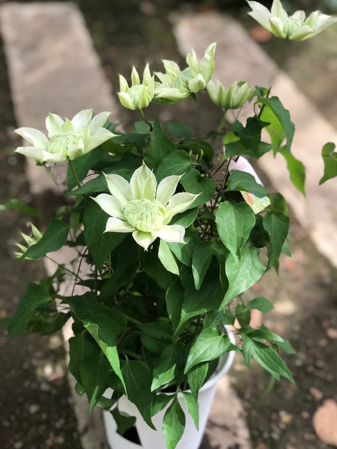 クレマチス '花園' 系統：パテンス八重系 5号ポット | クレマチス