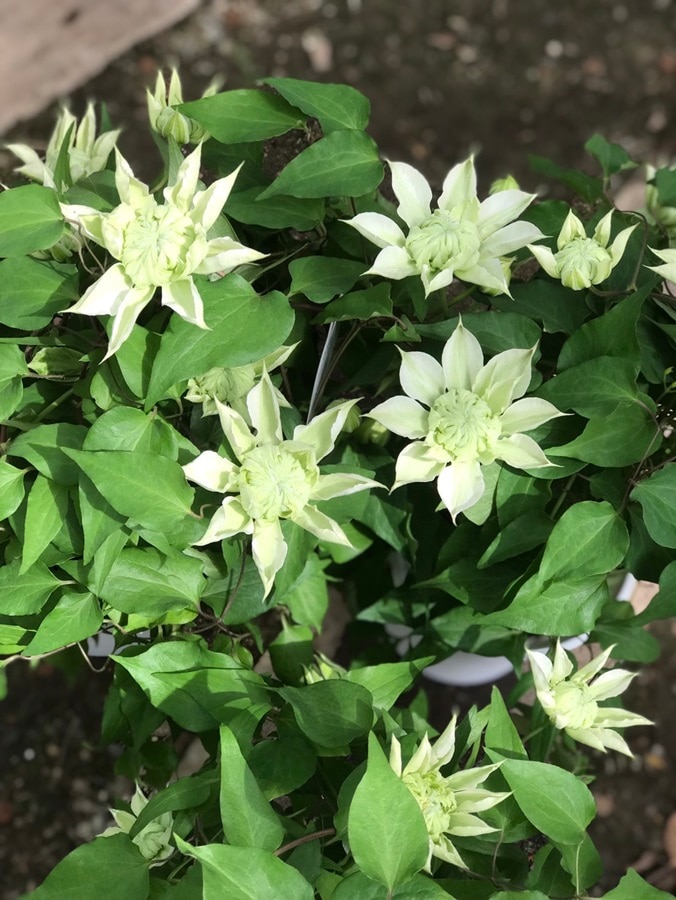 クレマチス '花園' 系統：パテンス八重系 5号ポット | クレマチス