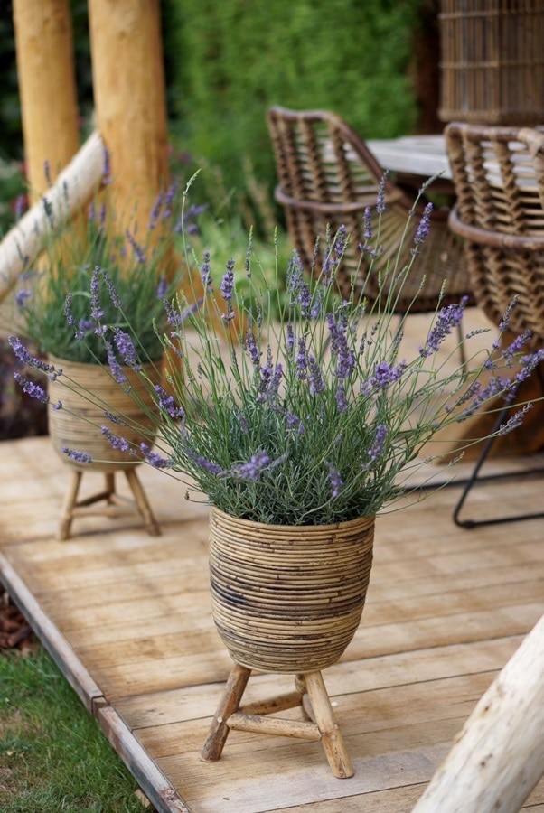 ラベンダーの挿し穂10本