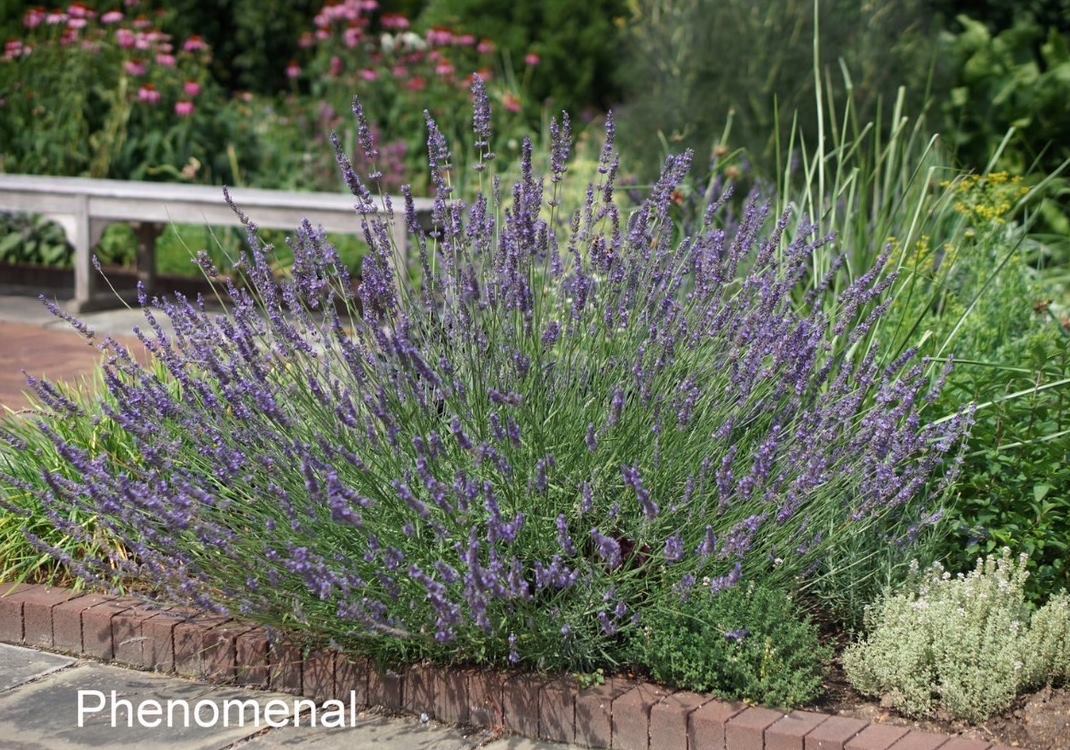 ラベンダー・フェノミナル（ラバンディン系）　ハーブ苗　