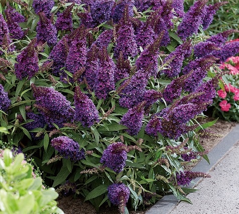 バーディ (BIRDIE) アンファンリード パープル 8390 犬の胴輪 Luxe birdie Luxeハートパヴェ胴輪リード リュクスバーディ