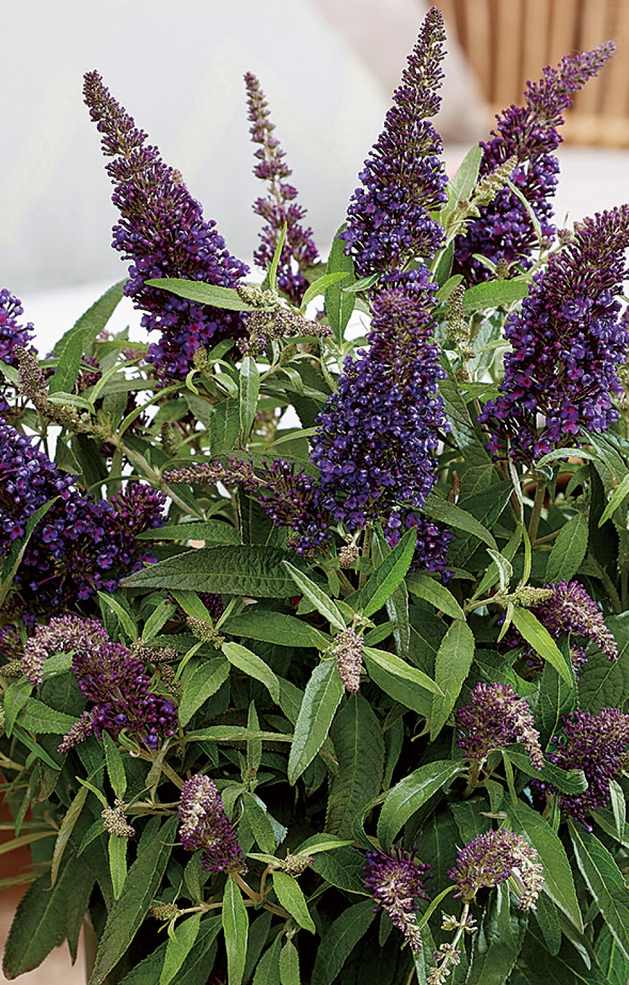 ☆lily☆ 期間限定値下げ☆中古　レアバレースレッタ ミハエルネグリン ブッドレア：バタフライキャンディー リトルリラ5号ポット の通販