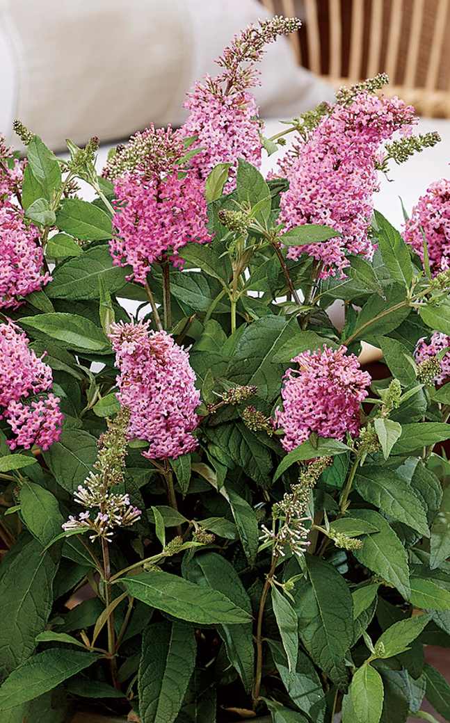 超レア希少！ハワイ限定 エンジェルキティ 花型キャンドル 赤 ピンク