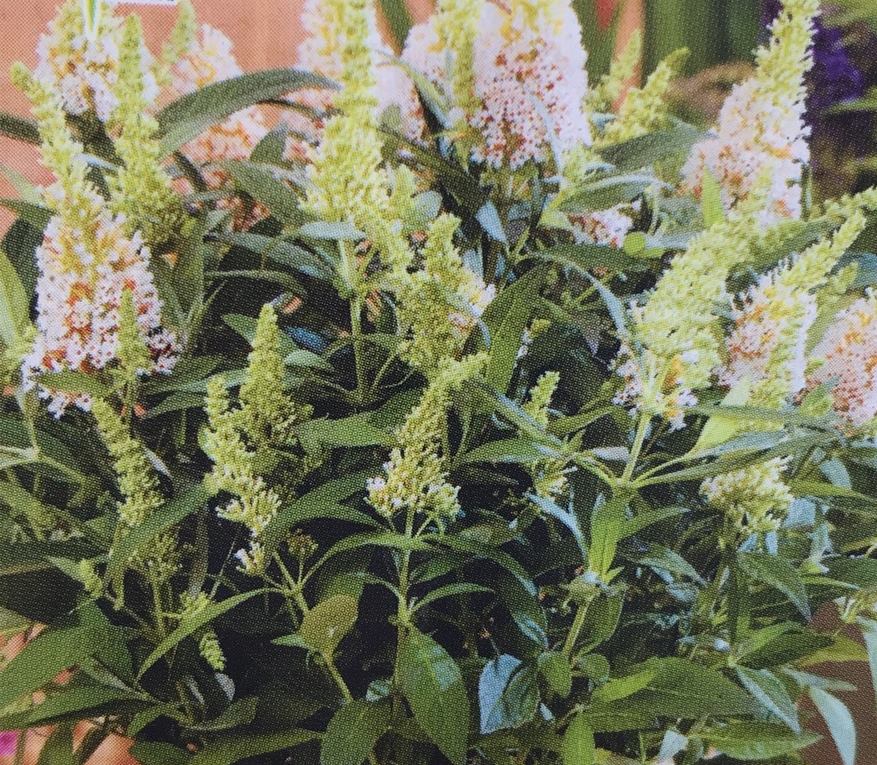 ブッドレア・バタフライキャンディー　”リトルホワイト”　耐寒性落葉性低木　6号鉢