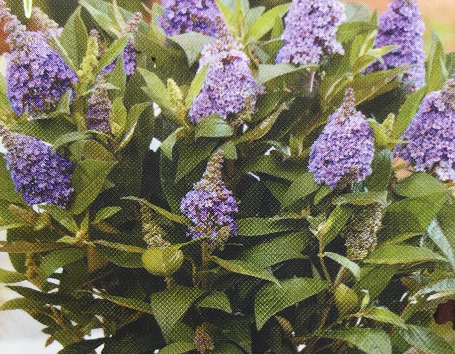 ブッドレア・バタフライキャンディー　”リラスウィートハート”　耐寒性落葉性低木　6号鉢