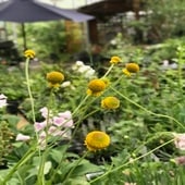 ヘレニウム・オータムロリポップ　宿根草|宿根草