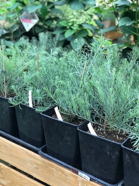 ユーカリ・ハーディーマリー ハーブ苗 7号鉢 | ハーブ苗 Herbs