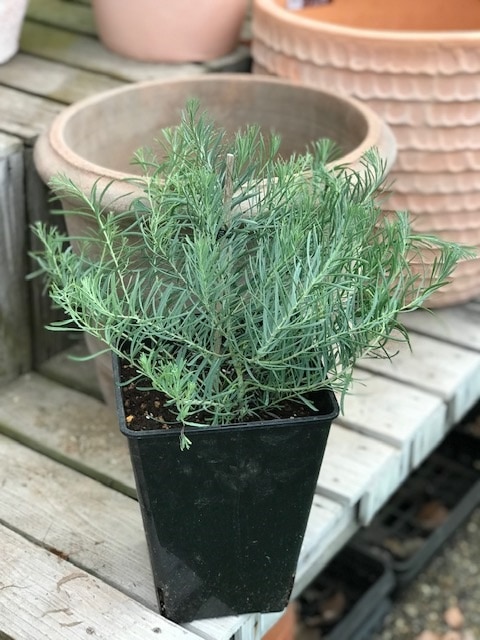 ユーカリ・ハーディーマリー　ハーブ苗　7号鉢