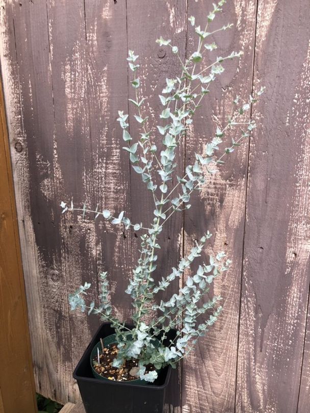 ユーカリ・ムーンラグーン　ハーブ苗　6号鉢植え