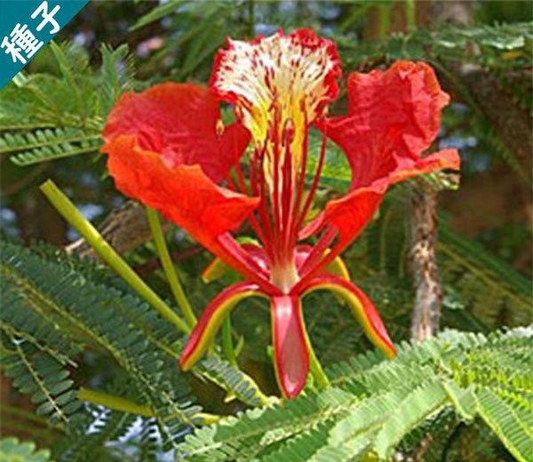 デロニクス・レジア 鳳凰木(ホウオウボク) 6号角鉢 | 果樹・花木