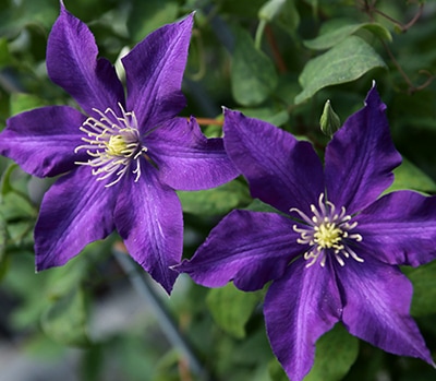 クレマチス　’ミステリー・トレイン’　系統：ジャックマニー系　12cmポット