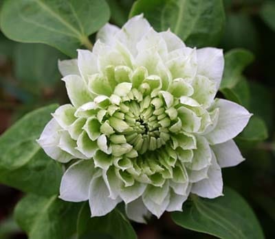 クレマチス 千の風 パテンス八重系　つる性 宿根草 蕾沢山有り 約60㌢　宅急便 クレマチス 千の風 パテンス八重系 つる性 宿根草 蕾沢山有り 約60㌢