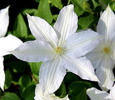 クレマチス 'ロコーコラ' 系統：ジャックマニー系 12cmポット