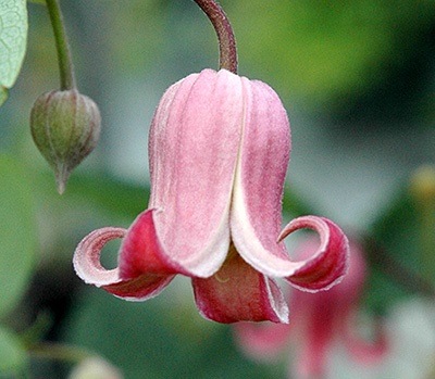 クレマチス　’ソネット’　系統：テキセンシス、ビオルナ系　12cmポット