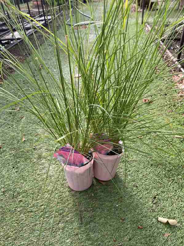 ミューレンベルギア カピラリス 宿根草 | 宿根草 | | バラとハーブの