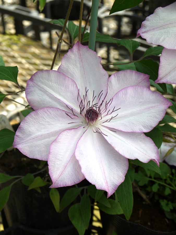 クレマチス '面白' 系統：パテンス系 12cmポット《予約苗 2025年