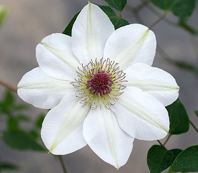 クレマチス　’ことのは’　系統：パテンス系　12cmポット《予約苗　2月下旬～3月頃お届け予定》