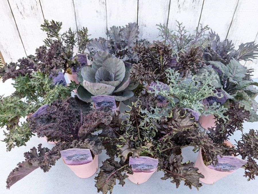 葉牡丹グレイッシュケール　ファントムシリーズ（指定不可）