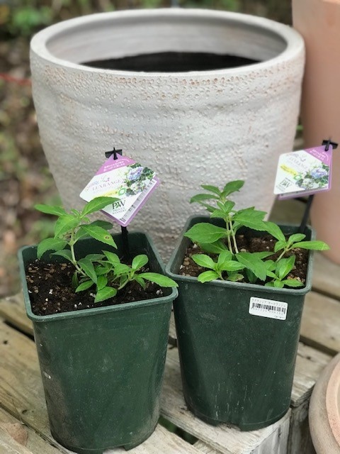 ラグランジア 'オーロランジュ'　6号鉢　落葉低木