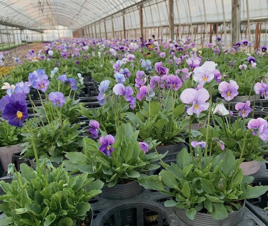 ビオラ　“ブローインフィールド”　耐寒性一年草 （花色おまかせ）