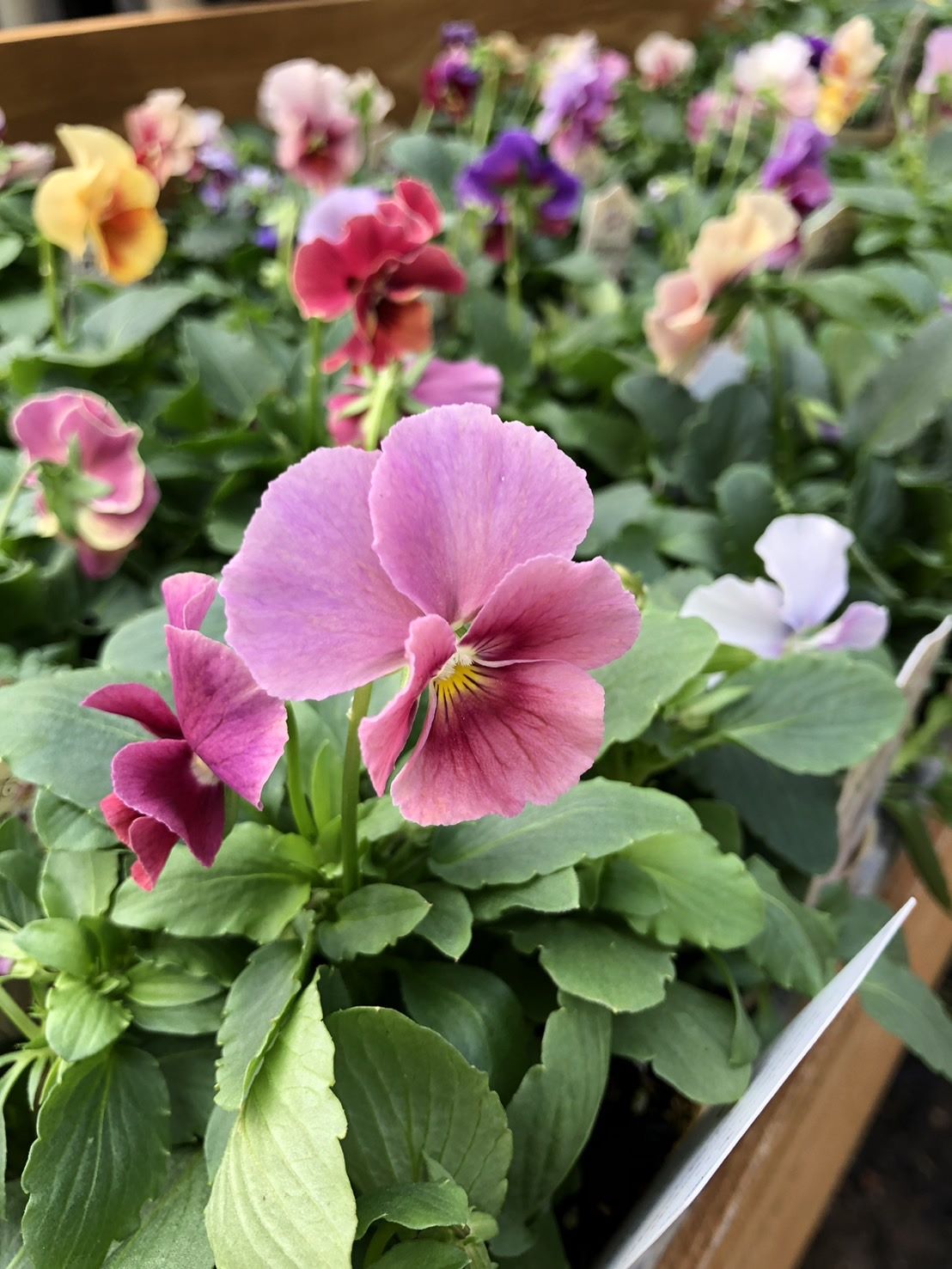 ビオラ　'エボルベ'　一年草　10.5cmポット （花色指定不可）