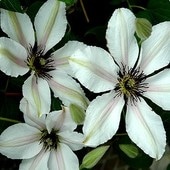 クレマチス　’ミクラ’　系統：ジャックマニー系　12cmポット|クレマチス