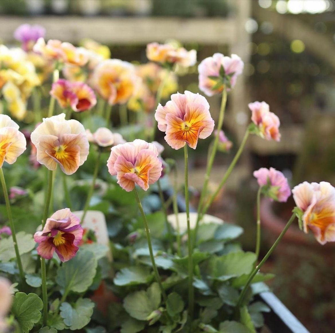 ビオラ '君待ち' 耐寒性一年草（花色指定不可） | 一年草 | | バラと