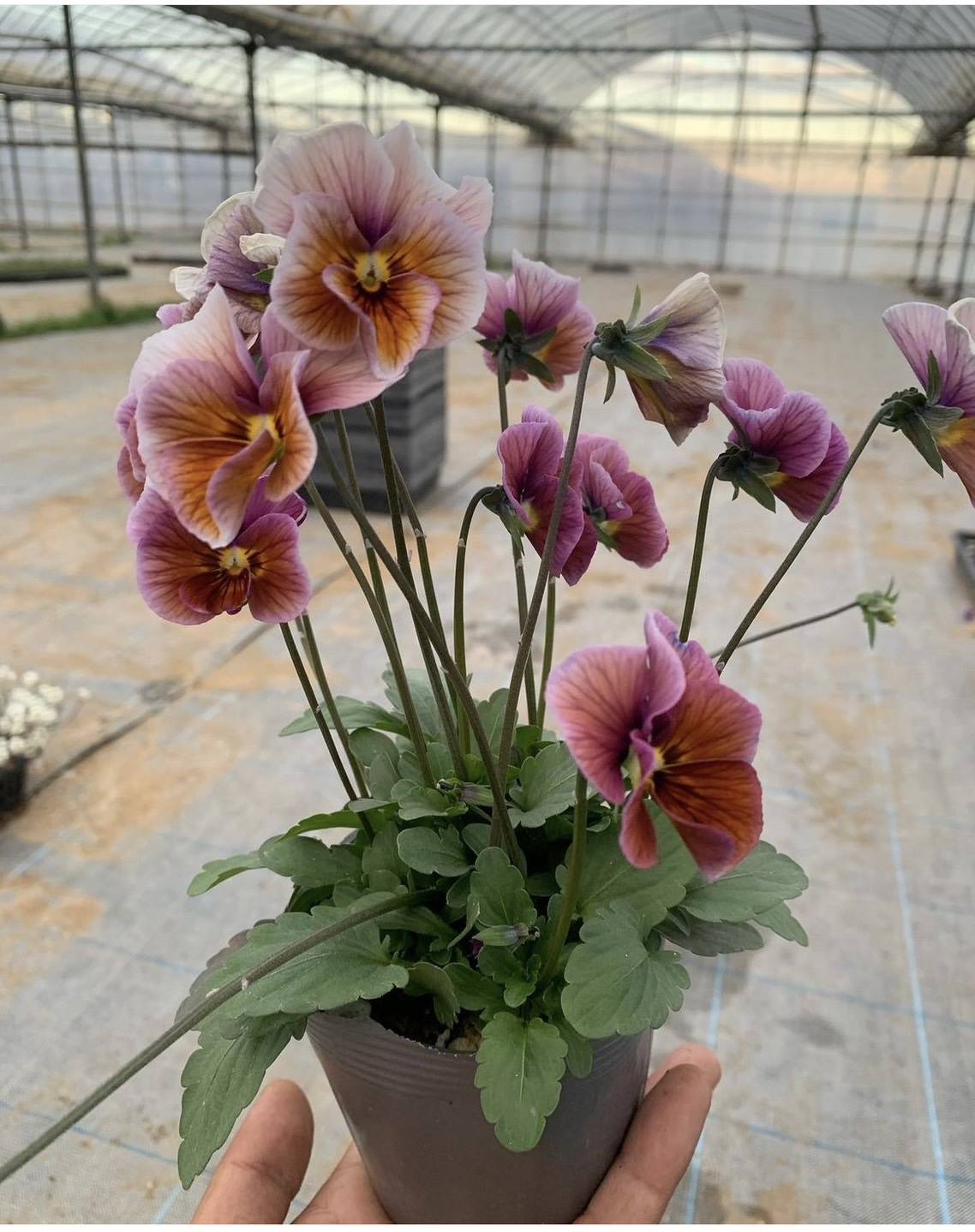 ビオラ　'君待ち'　耐寒性一年草（花色指定不可）