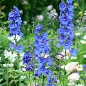 デルフィニューム　‘ベラモーサム’　宿根草|宿根草