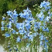 デルフィニューム　‘クリブデンビューティー’　宿根草|宿根草