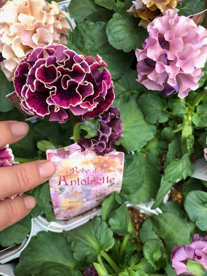 パンジー・ローブ ドゥ アントワネット　耐寒性一年草　10.5cmポット（花色指定不可）