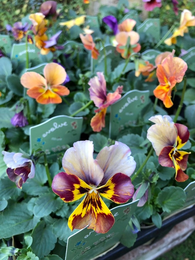 ビオラ　'エボルベ・ストライプ’　一年草　10.5cmポット （花色指定不可）