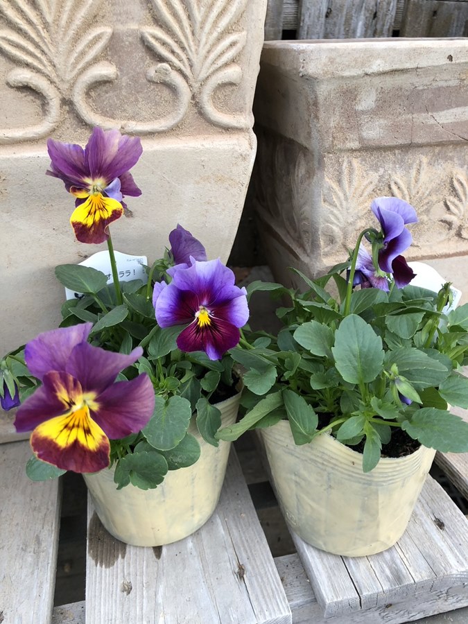 ビオラ　'エボルベ・オーララ！’　一年草　10.5cmポット （花色指定不可）