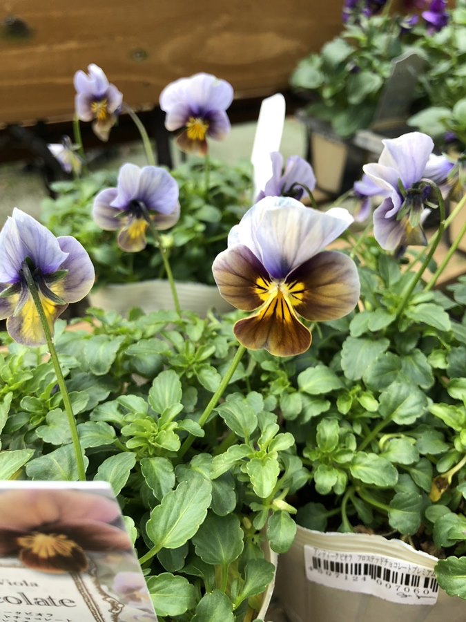 アンティークビオラ　フロステッドチョコレートプレミアム　一年草　10.5cmポット （花色指定不可）