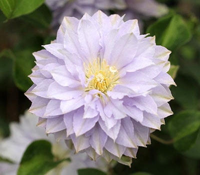 クレマチス　'ルリオコシ’　系統：パテンス八重系　12cmポット《予約苗　2月下旬～3月頃お届け予定》