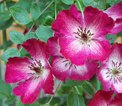 すべての商品 | バラとハーブの専門ショップ 大神（おおが）ファーム