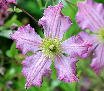 クレマチス　'テンテル’　系統：ビチセラ系　12cmポット  