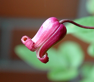 クレマチス '茜の壺' 系統：テキセンシス、ビオルナ系 12cmポット