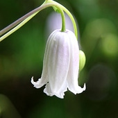 クレマチス　'カイウ’　系統：テキセンシス、ビオルナ系　12cmポット  |クレマチス