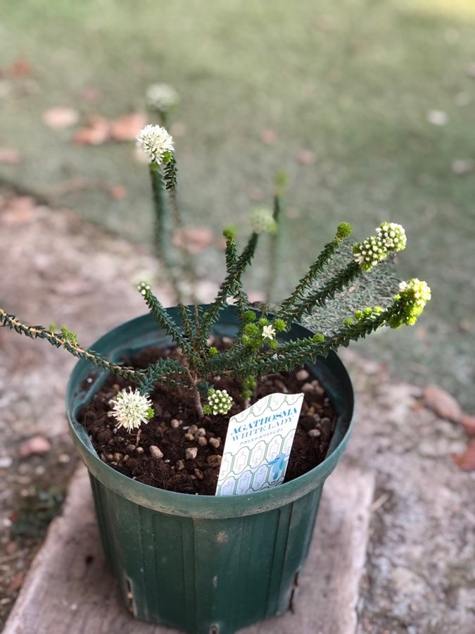 アガトスマ・ホワイトレディ　半耐寒性常緑低木　6号ポット