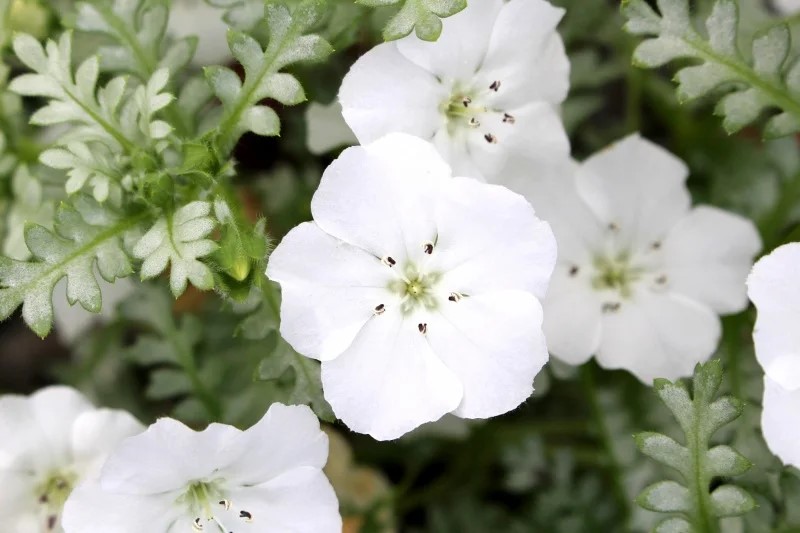 ネモフィラ ・プラチナスノー　耐寒性一年草